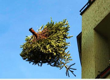 Ramassage des sapins de noël à Troisvierges et à Biwisch le Samedi 18 Janvier